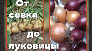 Секреты выращивания крупного лука из севка. Вопросы и ответы