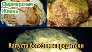Капуста болезни и вредители
