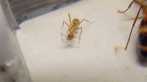 О Camponotus sanctus.Всё что нужно знать новичку .