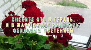 Внесите это в Герань,и в жару будет радовать обильным цветением