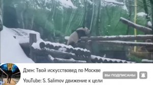 В Московском зоопарке. Учимся у Катюши радоваться сюрпризам погоды
