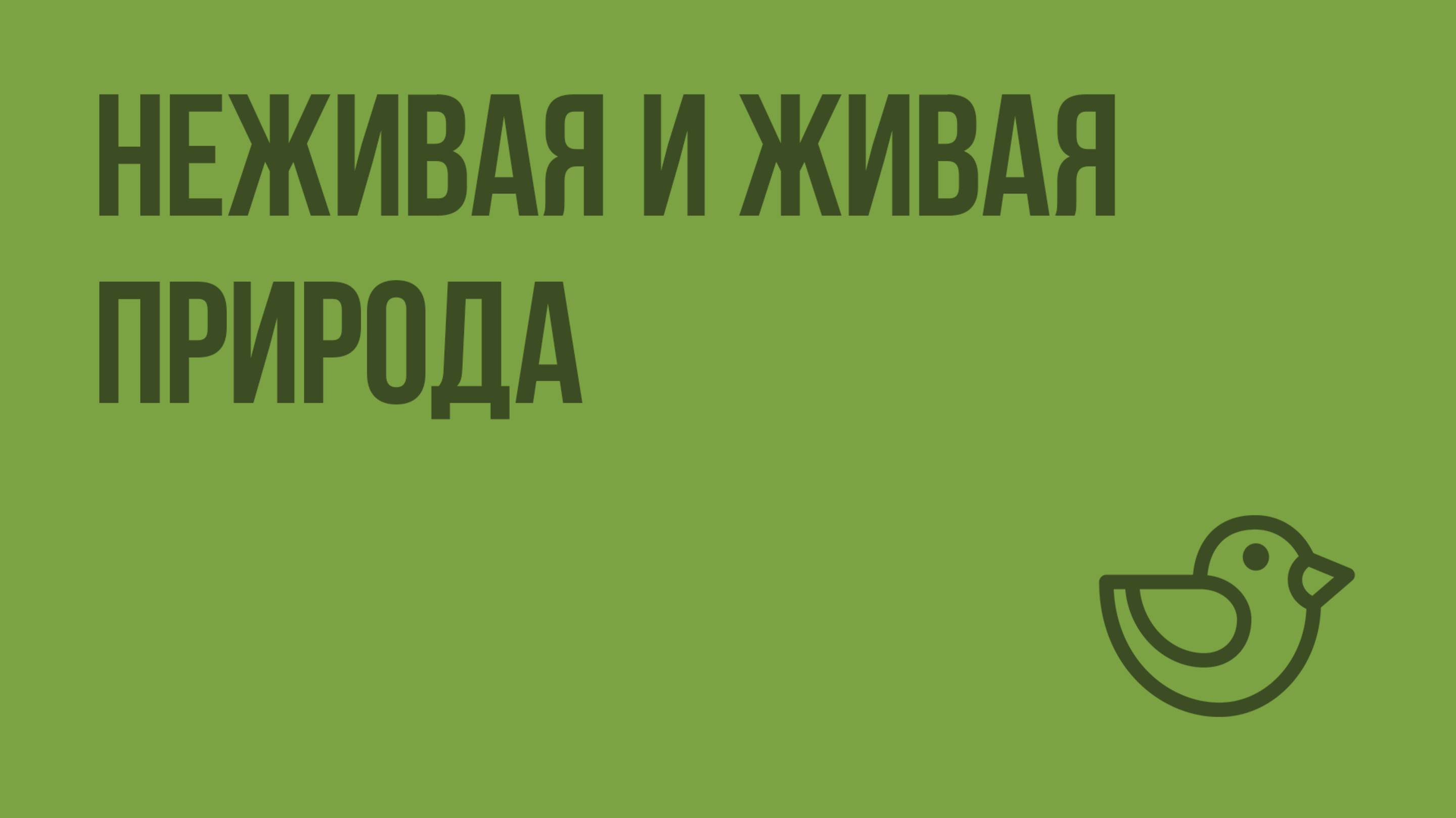 Неживая и живая природа. Видеоурок по окружающему миру 2  класс