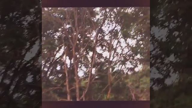 П. Белиджи смотреть онлайн