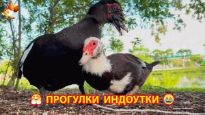 Индоутки свободного выгула гуляют на общественной улице ❣️🤗😂