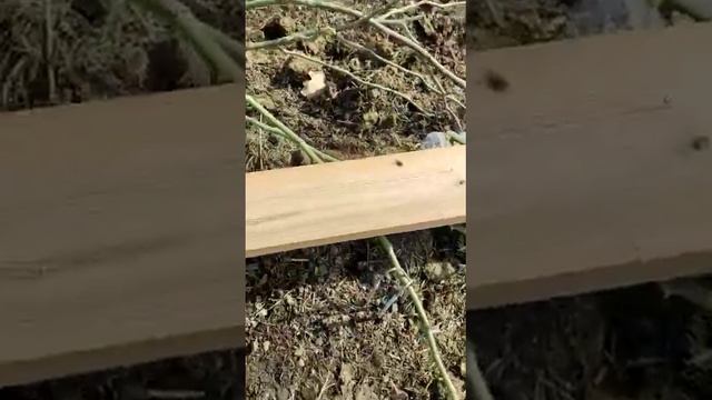 Как Розы вышли из зимы смотреть онлайн