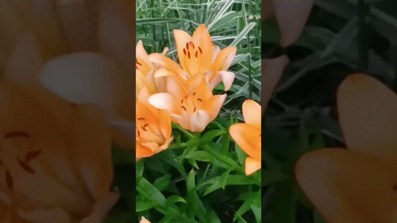 Лилия #цветы #розы #plants
