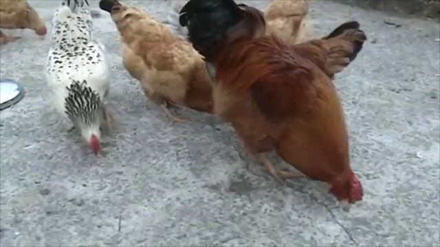 Жан-Филипп Рамо - Курица