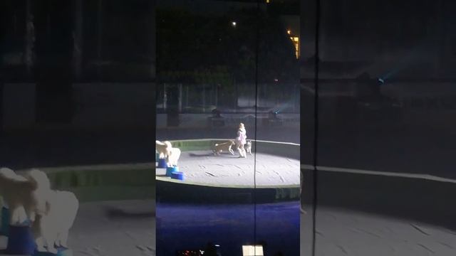 дрессированные собаки в цирке 2 часть смотреть онлайн