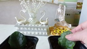 Как быстро нарастить деток,на листике Фиалки