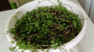 Результат укоренения Крестовника