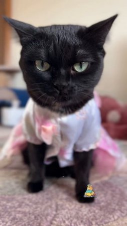 А вы понимаете молодежный сленг?😹 #котики #юмор #кошки