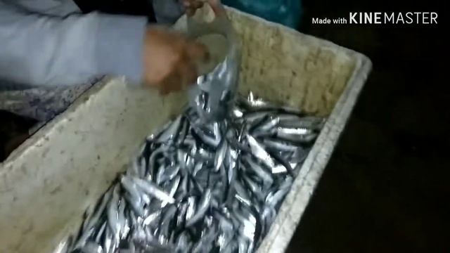 Berburu ikan lemuru di pantai batu bolong смотреть онлайн