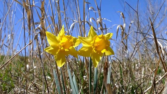 Дневник приёмной мамы/Обзор. смотреть онлайн