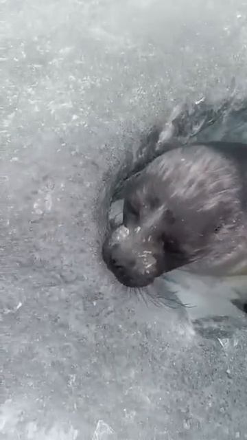 Милота дня: байкальская нерпа вынырнула в лунку подышать и попала в объектив смотреть онлайн