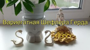 Вариегатная Шефлера Герда