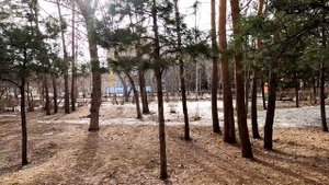 Как я опозорился с моей собакой