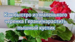 Как быстро из маленького черенка Герани,нарастить пышный кустик