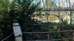 Зоопарк в Берлине обзор прогулка обезьяны горилла, макака, шимпанзе, орангутанг, павиан
экскурсия