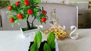 Результаты укоренения листиками Замиокулькаса