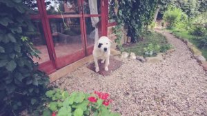 УМЕРЛА СОБАКА | ПРОЩАЛЬНОЕ ВИДЕО ПИСЬМО | ДОГМАМА И СОБАКИ