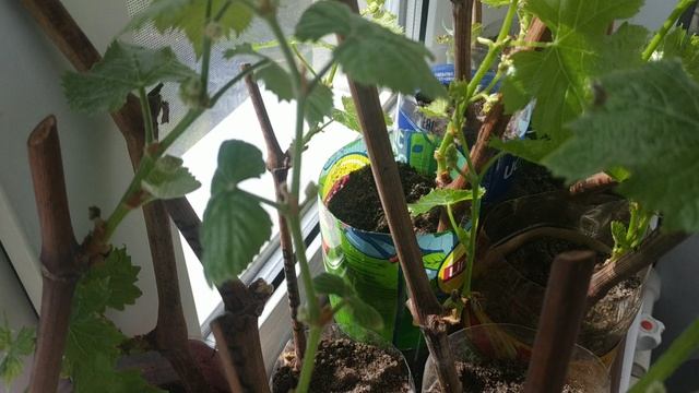 Виноград. Побеги и грозди при посадке укоренённых черенков смотреть онлайн