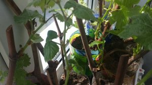 Виноград. Побеги и грозди при посадке укоренённых черенков