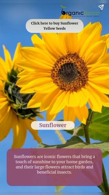 Beautiful flowers in July, August month!#plant #garden #flower смотреть онлайн