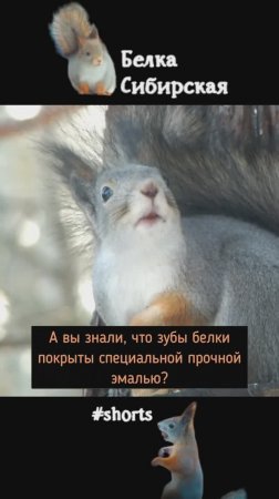 Белка и ее крепкие зубы