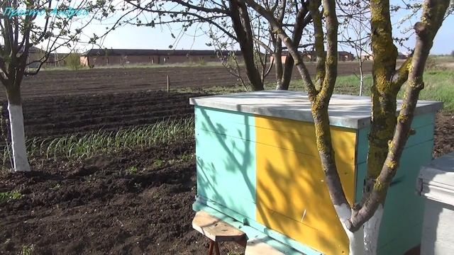 Улья есть А пчел нет  мое пчеловодство