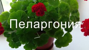 Пеларгония