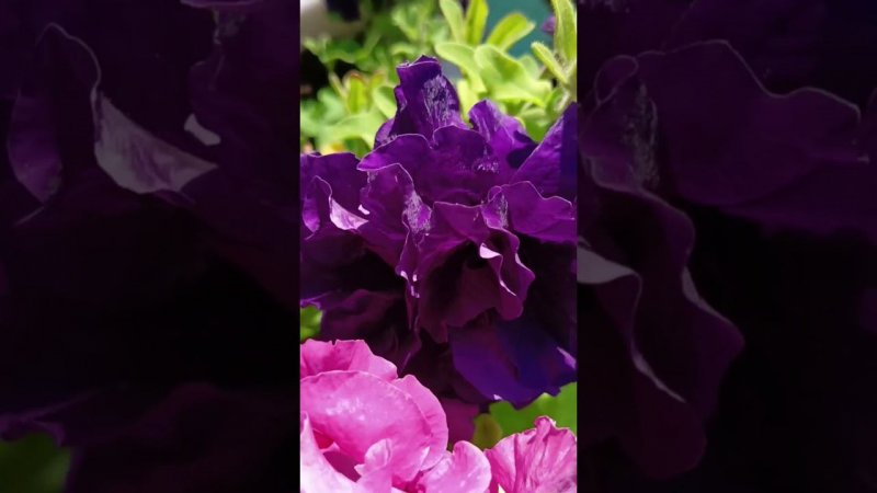 Петунья
