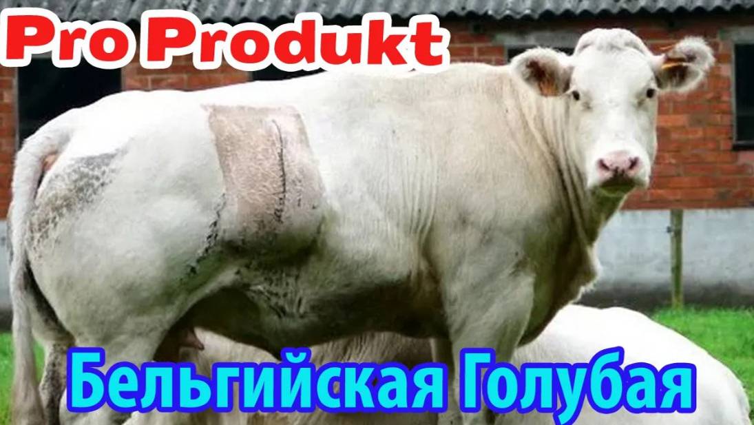 Бельгийская Голубая домашняя корова