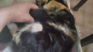 Приехал домой а дома пополнение