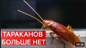КАК ИЗБАВИТЬСЯ ОТ ТАРАКАНОВ ЗА 1 МИНУТУ? ЛУЧШИЙ СПОСОБ. НАРОДНОЕ СРЕДСТВО.
