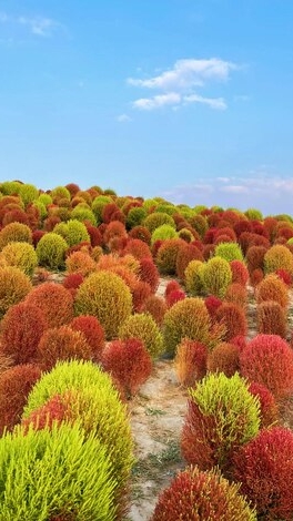 Кохия летний кипарис из семян, свежий сбор🌱