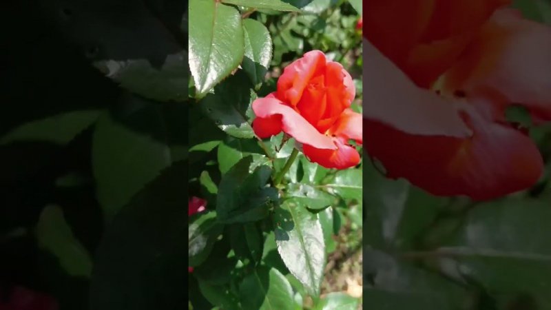 РОЗЫ
