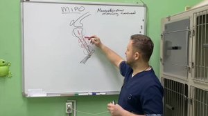 Остеосинтез. Разбор техники "MIPO"