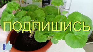 Если на Герани желтеют и скручиваются листья