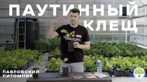 Паутинный клещ: как распознать и избавиться навсегда | Павловский питомник