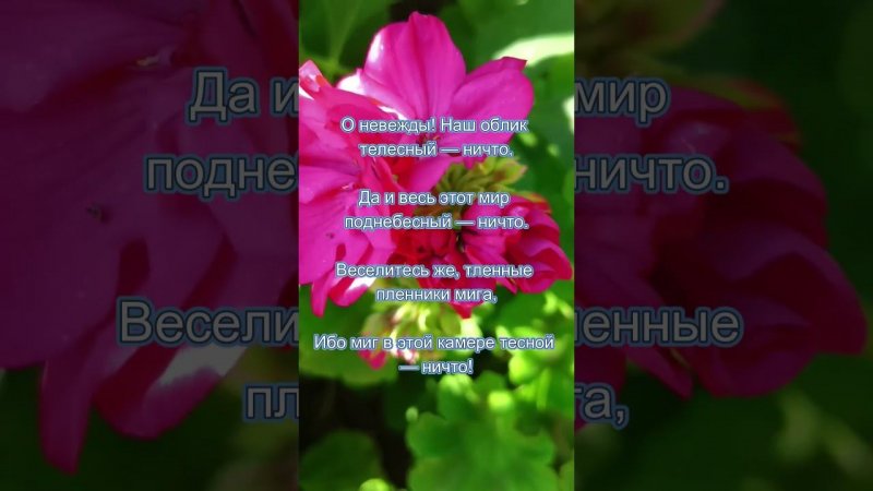 Гера́нь
