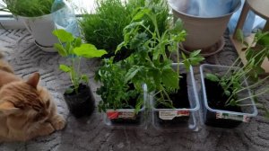 Как вырастить на балконе помидоры, огурцы.сад на балконе. Plant garden balcony. tomatoes cucumbers