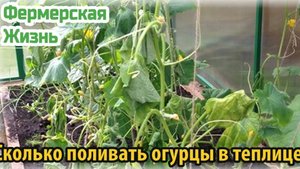 Сколько поливать огурцы в теплице и как часто