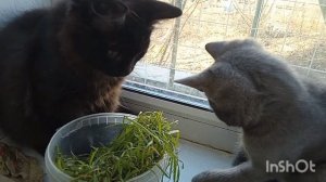 Котята интересуются улицей.