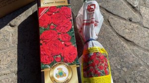 Распаковка: гортензии и розы от агрофирмы Поиск