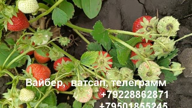 Земклубника 5 сортов+клубника.