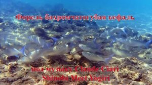 6. Форель бахромчатогубая кефаль под музыку Claude Ciari - Shinobi Meet Yogiri HD