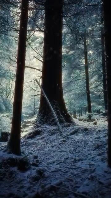 Воспоминания о волшебном безмолвии в лесу 🌲✨
