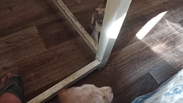 Кормлю малышей блинчиками смотреть онлайн