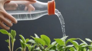 Гардения - Уход за комнатными цветами