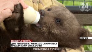 Новый сумчатый «крымчанин»: какие условия на полуострове создали для обитателей Австралии